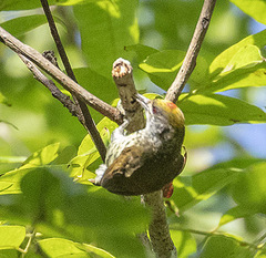 Nesoctites micromegas