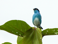 Dacnis lineata
