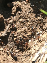 Camponotus barbaricus