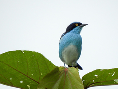 Dacnis lineata