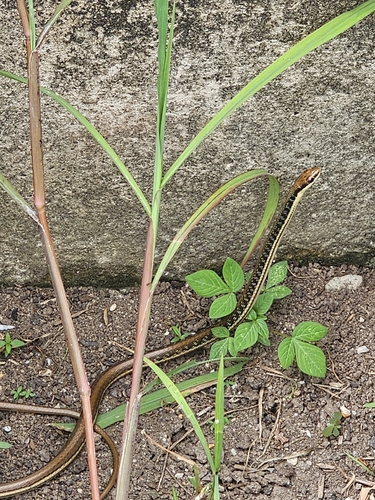 Dendrelaphis pictus