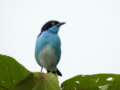 Dacnis lineata