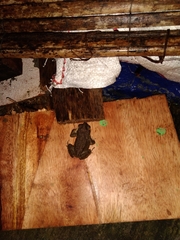 Duttaphrynus melanostictus