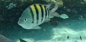Abudefduf saxatilis