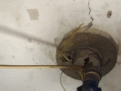 Hemidactylus platyurus