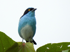 Dacnis lineata