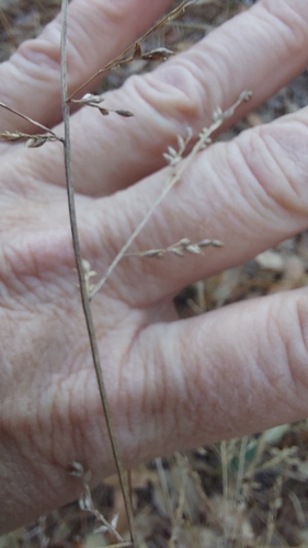 beaked panicum (Coleataenia anceps)