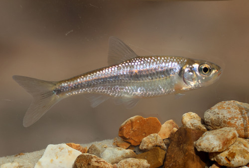 Striped Shiner, photo 6 of 7
