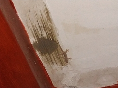 Hemidactylus platyurus