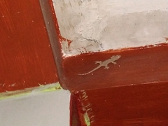 Hemidactylus platyurus