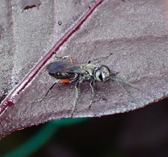 Liris subtessellatus