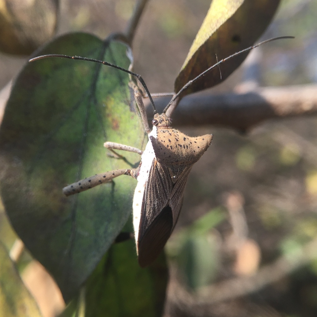 Trematocoris lobipes
