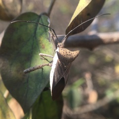Trematocoris lobipes