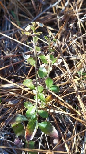 Florida Scrub Skullcap (Scutellaria arenicola)