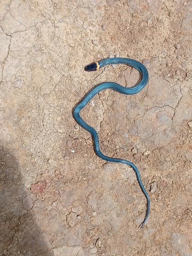 Photo of a Red-headed Glasstail (Urotheca fulviceps)