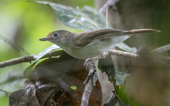 Malacopteron cinereum