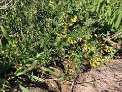 Acmispon dendroideus traskiae