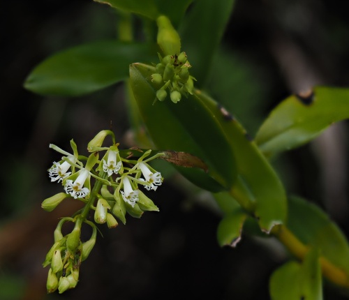 Epidendrum brevivenium Lindl. 2