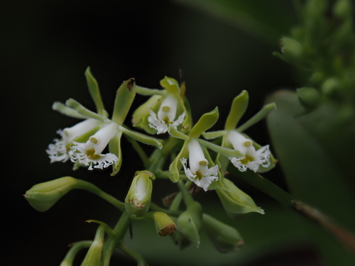 Epidendrum brevivenium Lindl.
