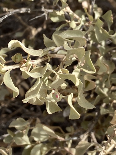 Atriplex nummularia image