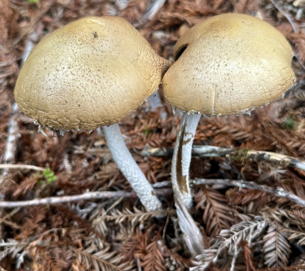 Stropharia ambigua · February 2026 · photo: © hllrnnr (iNaturalist, cc0)