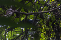 Phaenicophaeus diardi