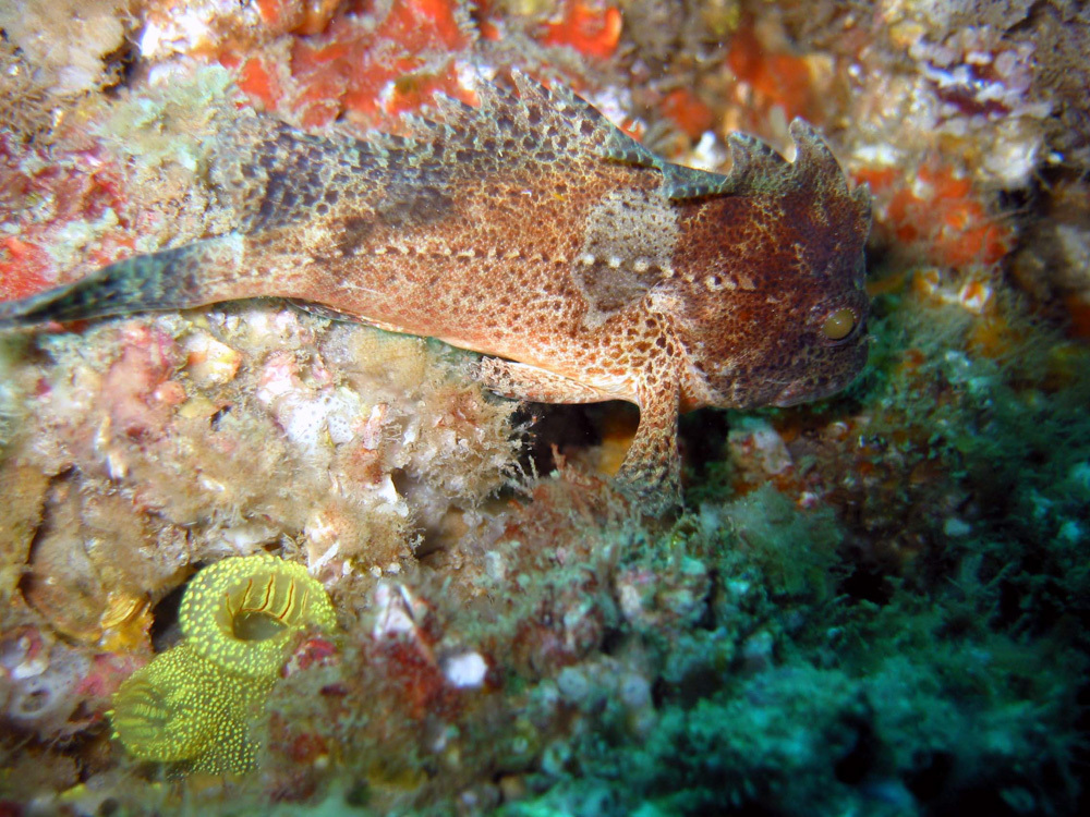 Smooth waspfish (Liocranium praepositum) — Tetrarogidae