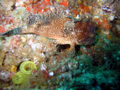 Smooth waspfish (Liocranium praepositum) — Tetrarogidae