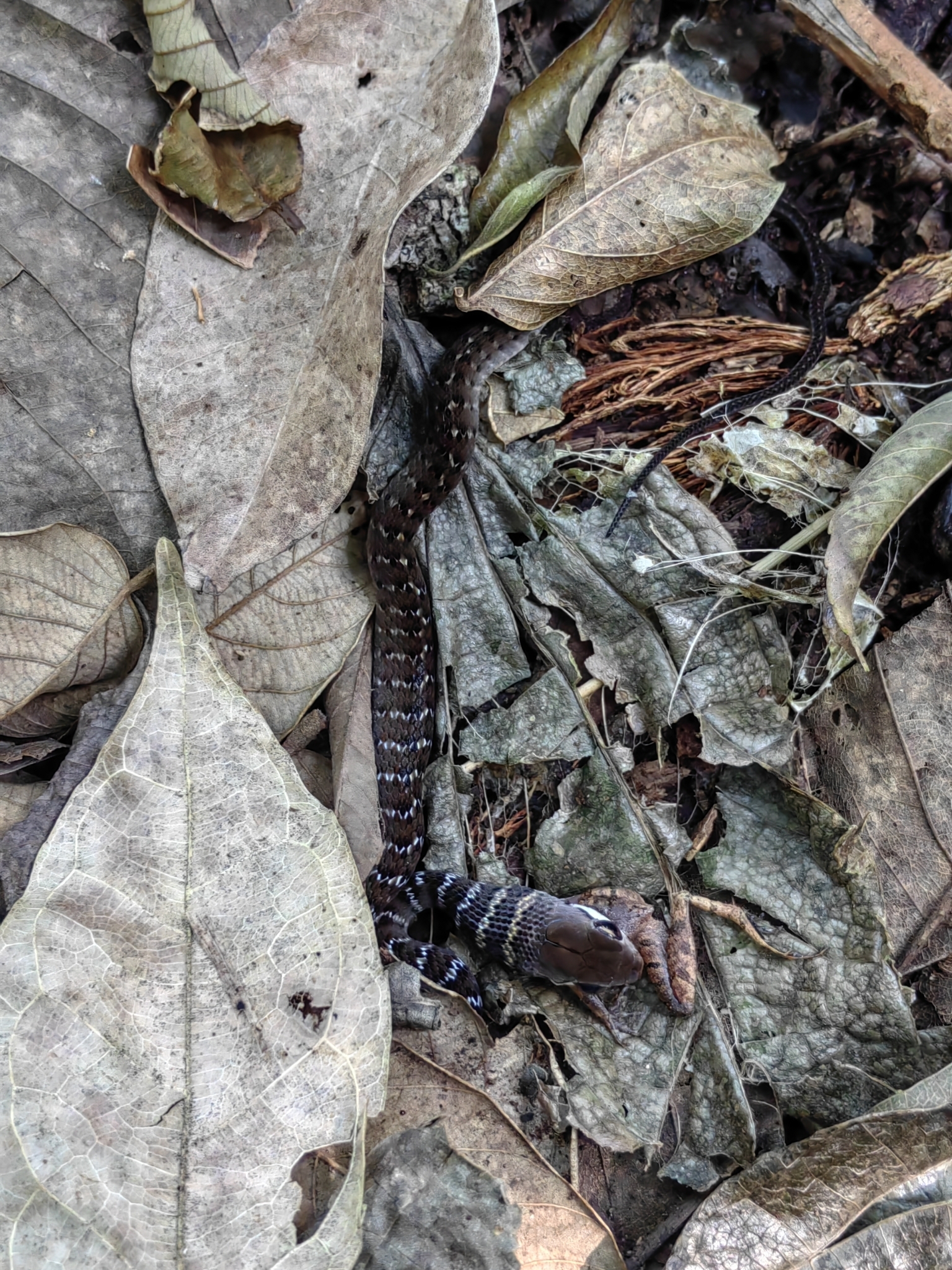 Barred Forest Racer photo 6