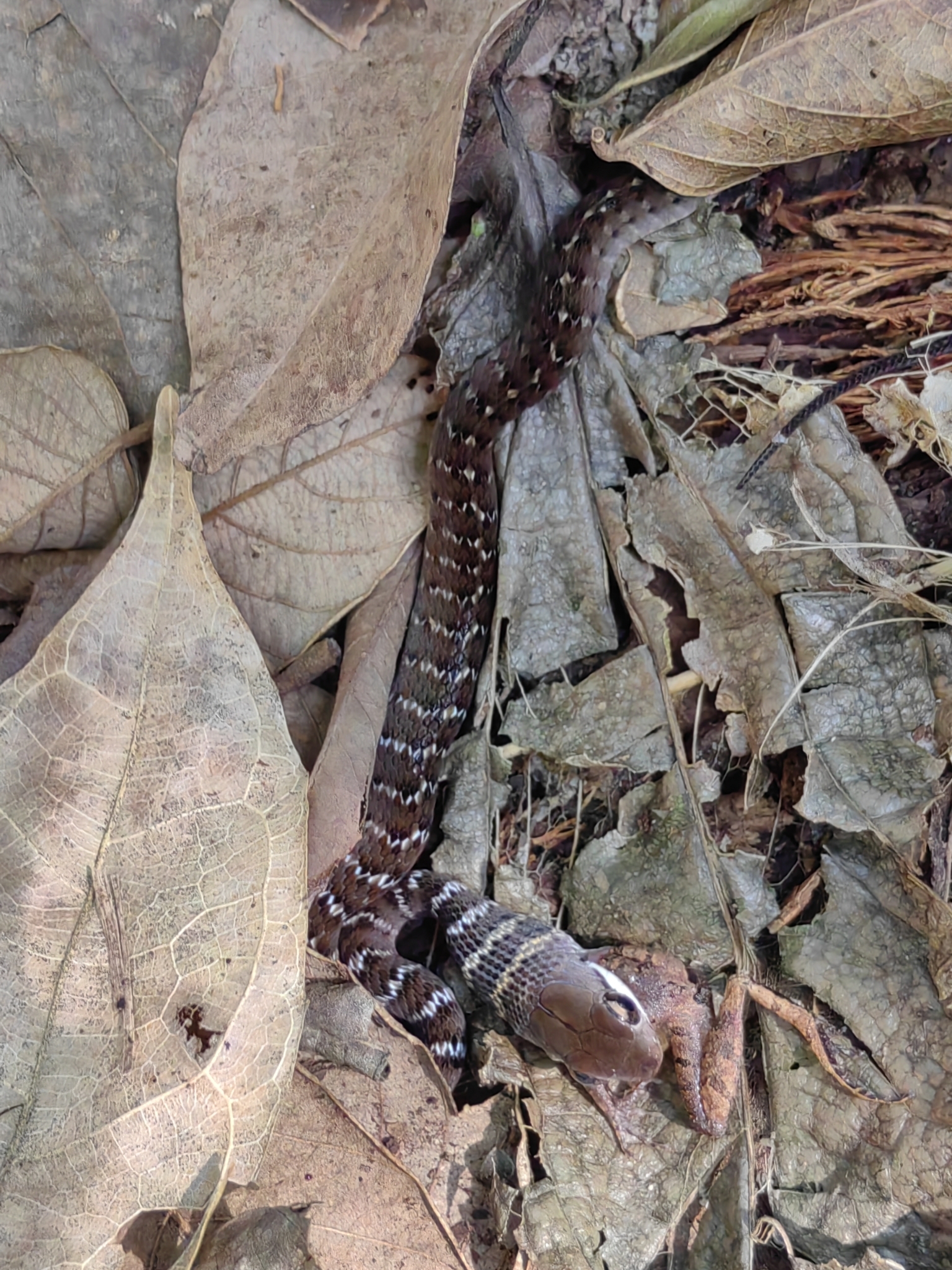 Barred Forest Racer photo 7
