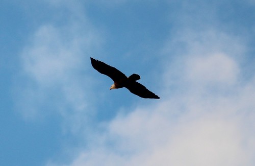 Bird in flight from below: reference photo 12 by Ashwin Srinivasan