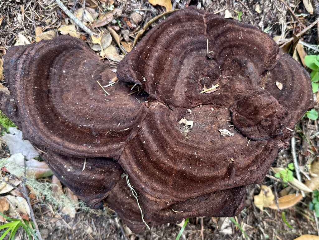 Phaeolus hispidoides · February 2026 · photo: © hllrnnr (iNaturalist, cc0)