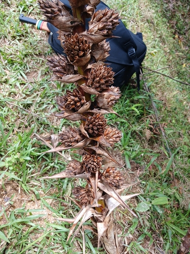 Cipuropsis capituligera, photograph 5
