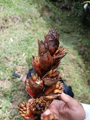 Cipuropsis capituligera, photograph (c) Samuel Peláez Vélez, some rights reserved (CC BY)