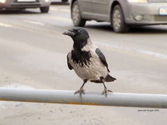 Corvus cornix