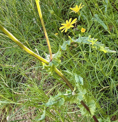 Senecio californicus, photograph 5