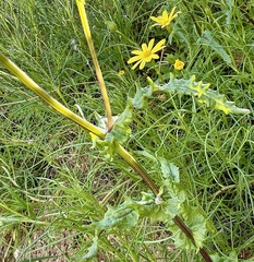 Senecio californicus, photograph author not stated, no rights reserved
