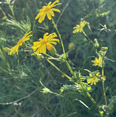Senecio californicus, photograph 6