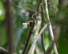 Pheugopedius fasciatoventris
