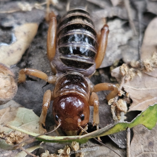 North American Jerusalem Crickets