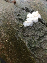 Exidia thuretiana