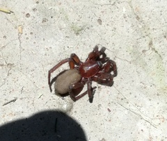 Gnaphosidae