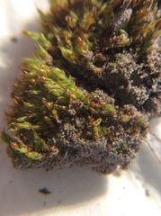 Tortula protobryoides