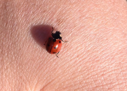 California Lady Beetle (Coccinella californica), a species recorded in Alaska