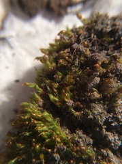 Tortula protobryoides