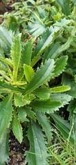 Senecio glastifolius