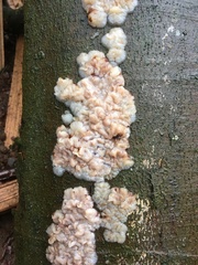 Exidia thuretiana