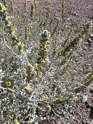 Errazurizia megacarpa, 2026-02-01