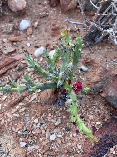 Euphorbia hamata, photograph 3