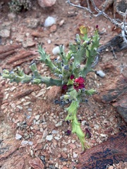 author not stated, no rights reserved Euphorbia hamata, photograph author not stated, no rights reserved